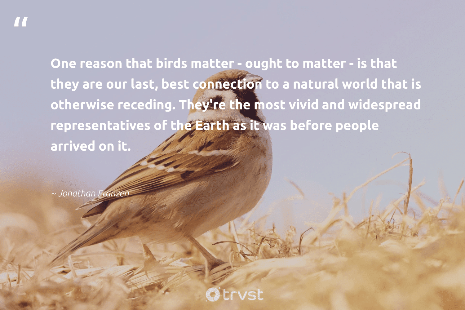 110 Bird Quotes and Sayings About Birds to Inspire & Motivate