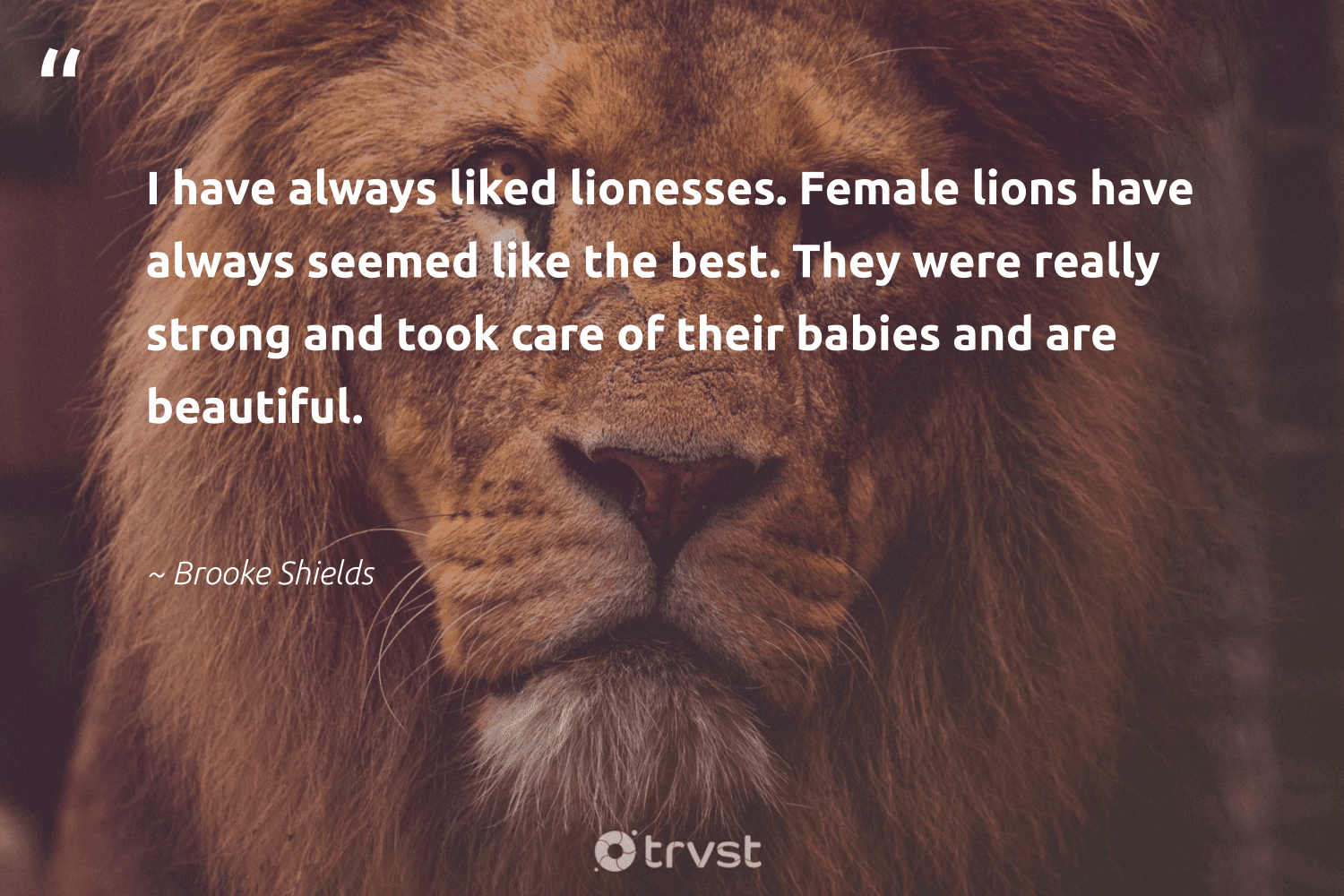 Lion Quotes - 42 Inspirational Lion Sayings & Famous Quotes