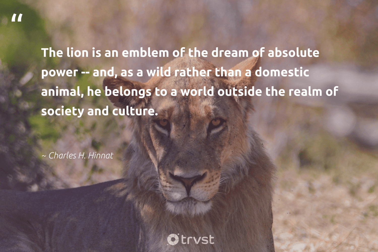 Lion Quotes - 42 Inspirational Lion Sayings & Famous Quotes