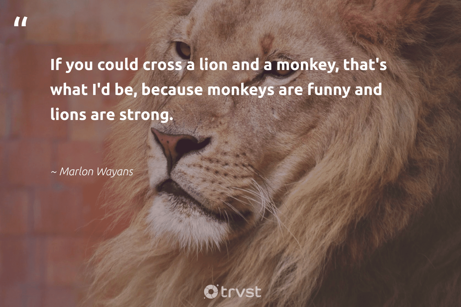 Lion Quotes - 42 Inspirational Lion Sayings & Famous Quotes - Page 2