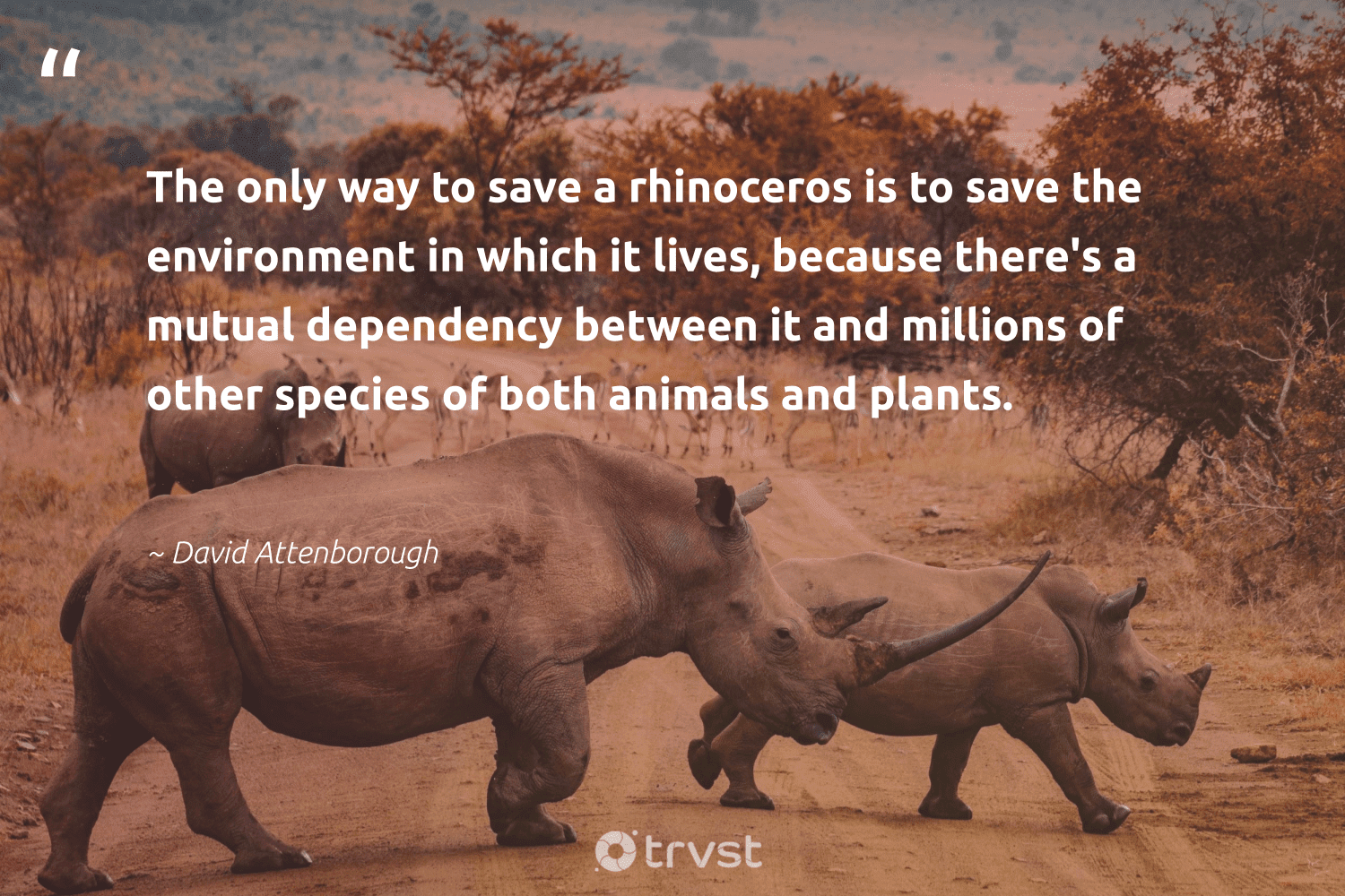12 Rhino Quotes & Famous Sayings About Rhinoceros