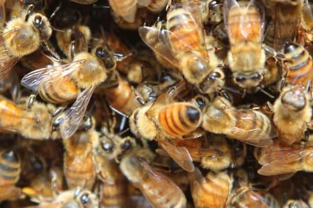 Bermondsey Street Bees: Honey in the heart of London