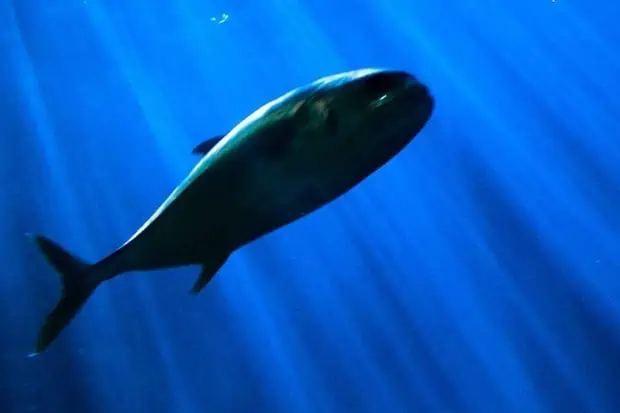 Waste Free Oceans: Transforming Ocean Plastics