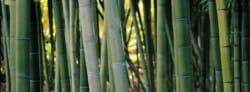 Bamboo versus Plastic