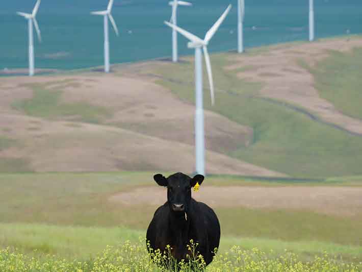 Wind energy turbines with cow