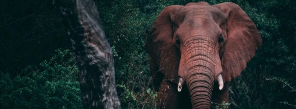 Elephant Quotes