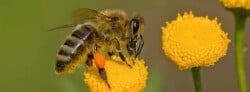 What to Plant to Help Save the Bees
