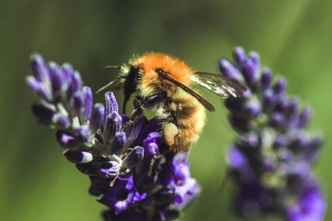 Bees And Biodiversity - Why Are Bees Important To Biodiversity?