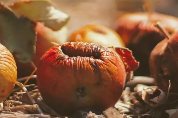 Compost Food Waste: Composting 101 - All You Need to Know.