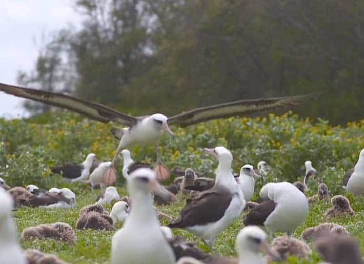 Albatross
