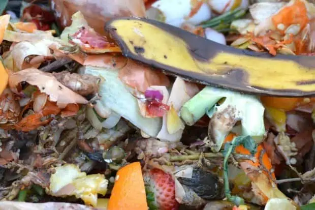 What Happens to My Recycled Food Waste?