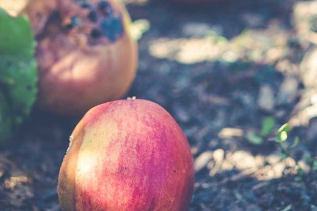 Biodegradable vs. Compostable - What's the Difference?