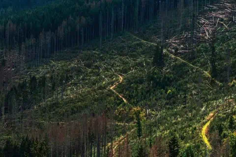 33 Deforestation Facts & Statistics