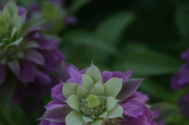 What is Permaculture & Its Principles?