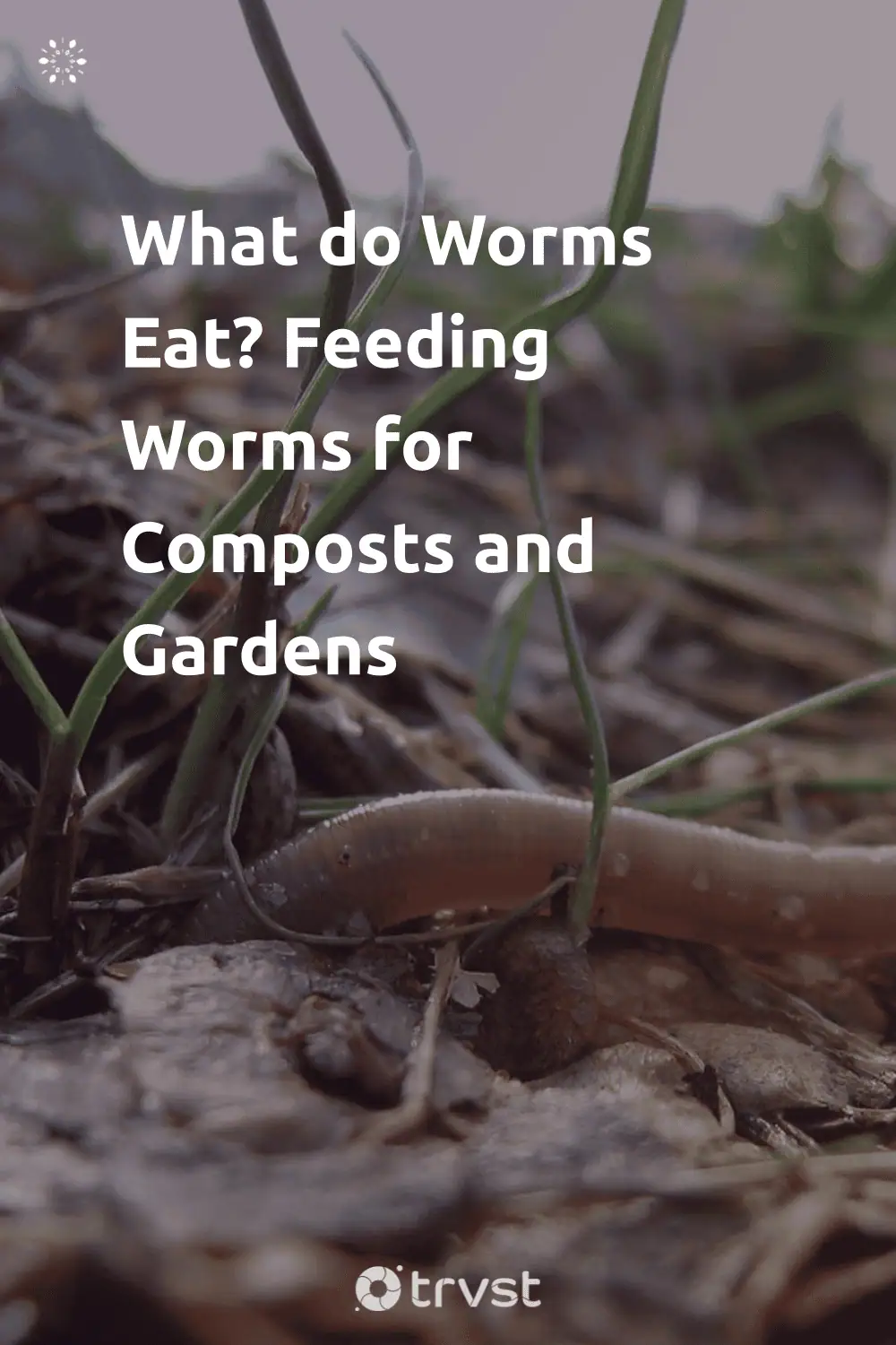 Pinterest Image for What do Worms Eat? Feeding Worms for Composts and Gardens