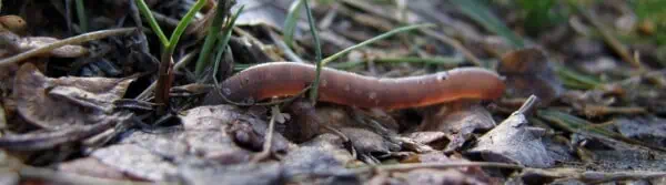 What do Worms Eat