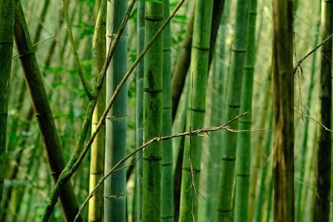 Is Bamboo Sustainable? All you Need to Know About Bamboo