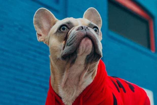 9 Tips for Sustainable Pet Ownership & Care