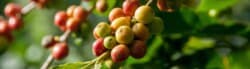 Fair Trade Coffee Brands