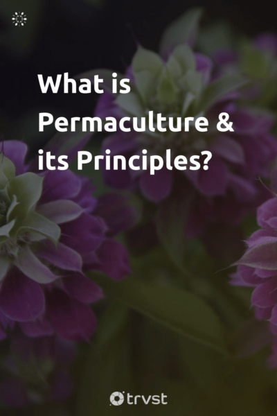 Pin Image Portrait What is Permaculture & its Principles?