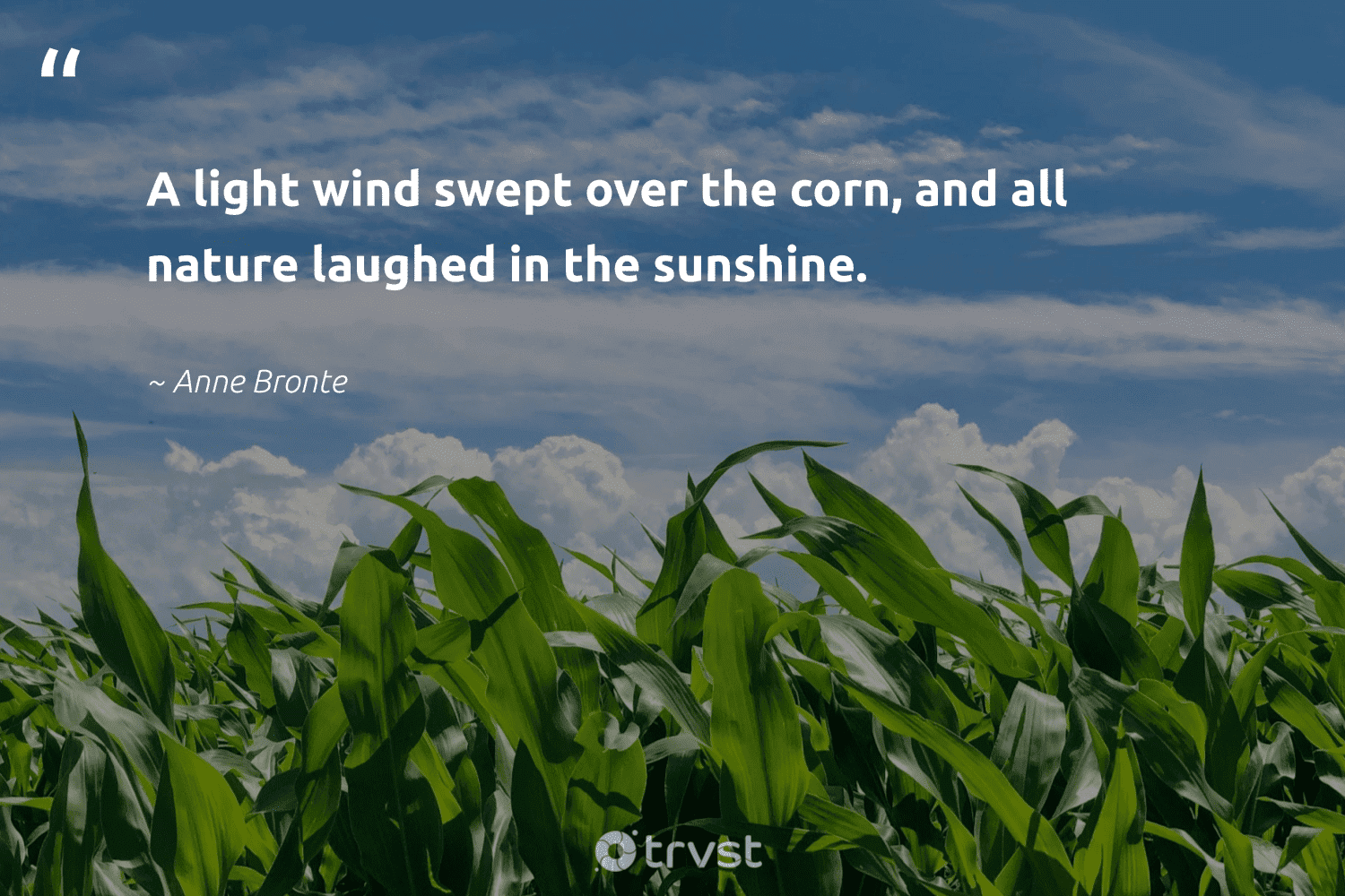 58 Wind Quotes About Brisk Days and Windy Moments