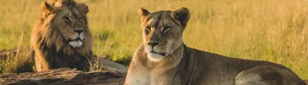 Lion Facts