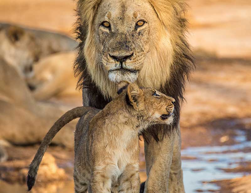 20 Interesting Lion Facts Inspiring Protection and Awareness