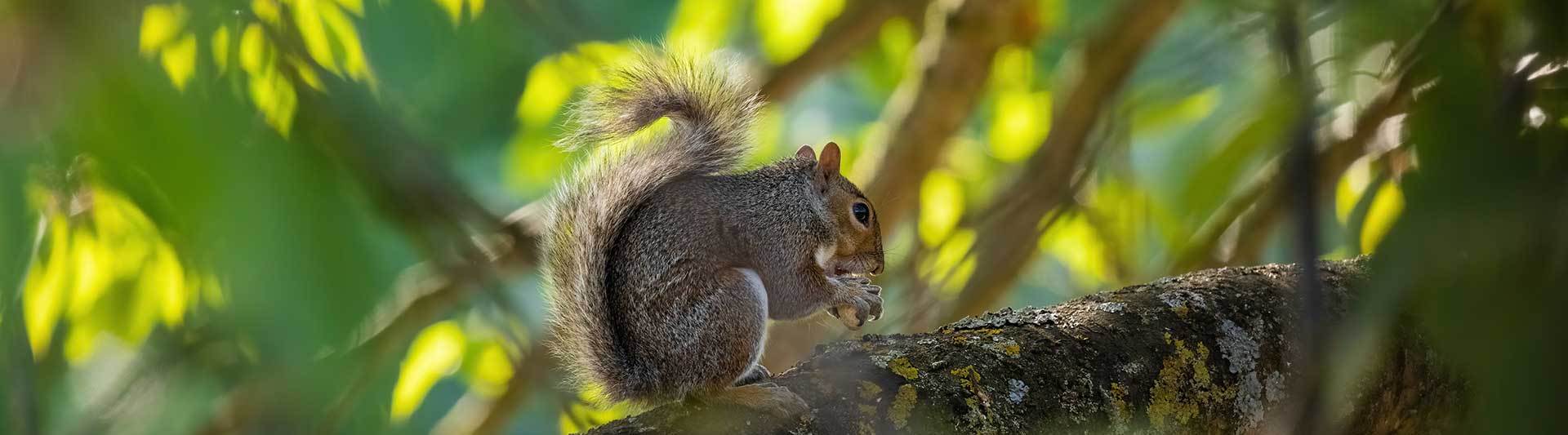 19 Interesting and Fun Squirrel Facts you Probably Didn't Know