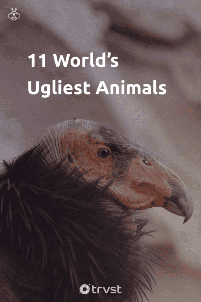 15 World's Ugliest Animals from the Weird to the Wonderful