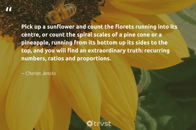 "Pick up a sunflower and count the florets running into its centre, or count the spiral scales of a pine cone or a pineapple, running from its bottom up its sides to the top, and you will find an extraordinary truth: recurring numbers, ratios and proportions." -Charles Jencks #trvst #quotes #mothernature #savetheplanet #sunflowerphotography #sunflower #sunflower #extraordinary #sunflowerlove 