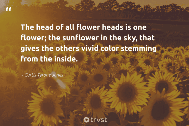 "The head of all flower heads is one flower; the sunflower in the sky, that gives the others vivid color stemming from the inside." -Curtis Tyrone Jones #trvst #quotes #savetheplanet #planet #sunflower #flower #sunflowerlove #sunflower #sunflowers 