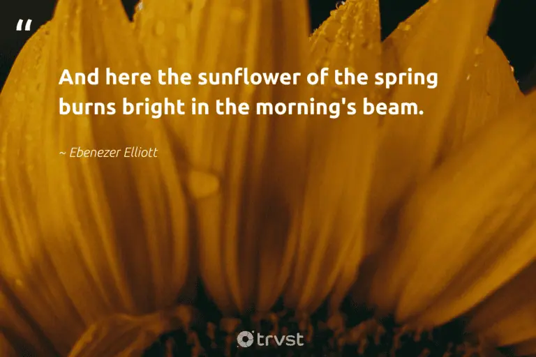 "And here the sunflower of the spring burns bright in the morning's beam." -Ebenezer Elliott #trvst #quotes #nature #wildernessnation #sunflower #sunflower #sunflowers #bright #sunflowerphotography 