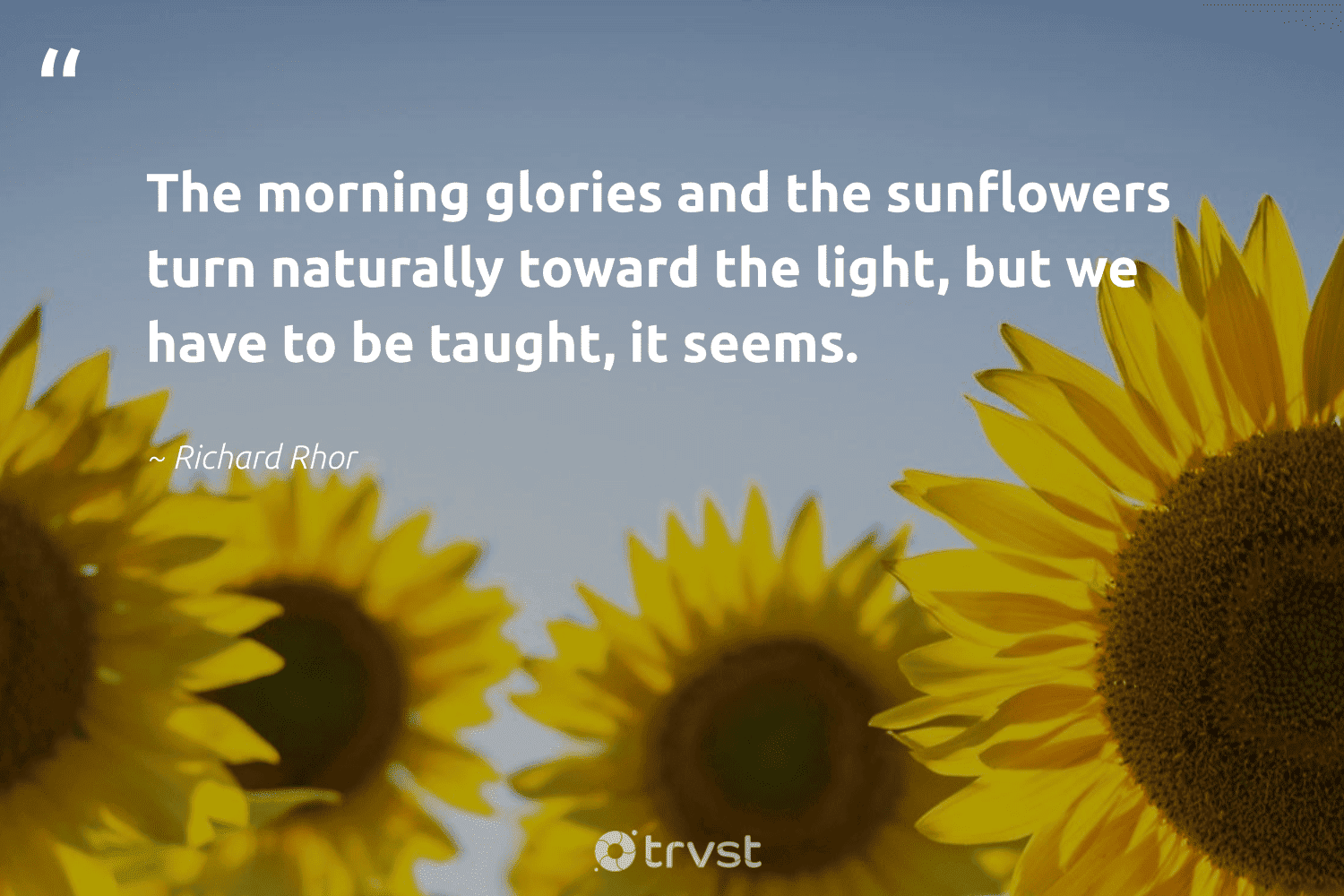 48 Sunflower Quotes to Brighten Up Your Day and Inspire a Smile