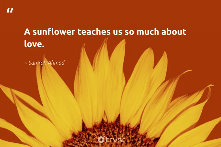 "A sunflower teaches us so much about love." -Samrah Ahmad #trvst #quotes #wildernessnation #environment #sunflowerlove #love #sunflower #sunflower #sunflowers 