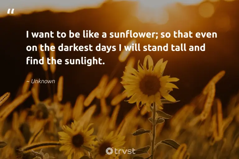 "I want to be like a sunflower; so that even on the darkest days I will stand tall and find the sunlight." -Unknown #trvst #quotes #gogreen #getoutside #sunflowerphotography #sunflower #sunflowers #sunflower #sunflowerlove 