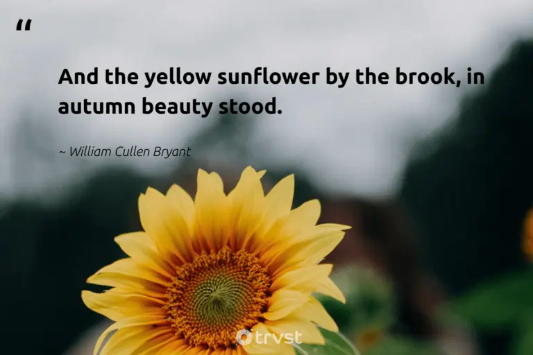 "And the yellow sunflower by the brook, in autumn beauty stood." -William Cullen Bryant #trvst #quotes #environment #wildernessnation #sunflowerphotography #beauty #sunflowers #sunflower #sunflower 