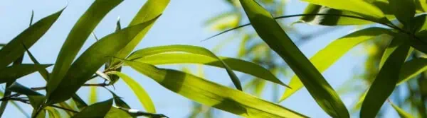 Bamboo Quotes