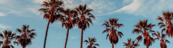 Palm Tree Quotes