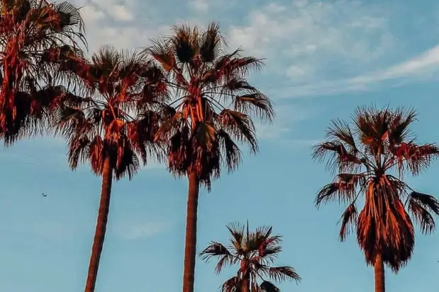 46 Palm Tree Quotes to Inspire Chilled Moments and Beach Time