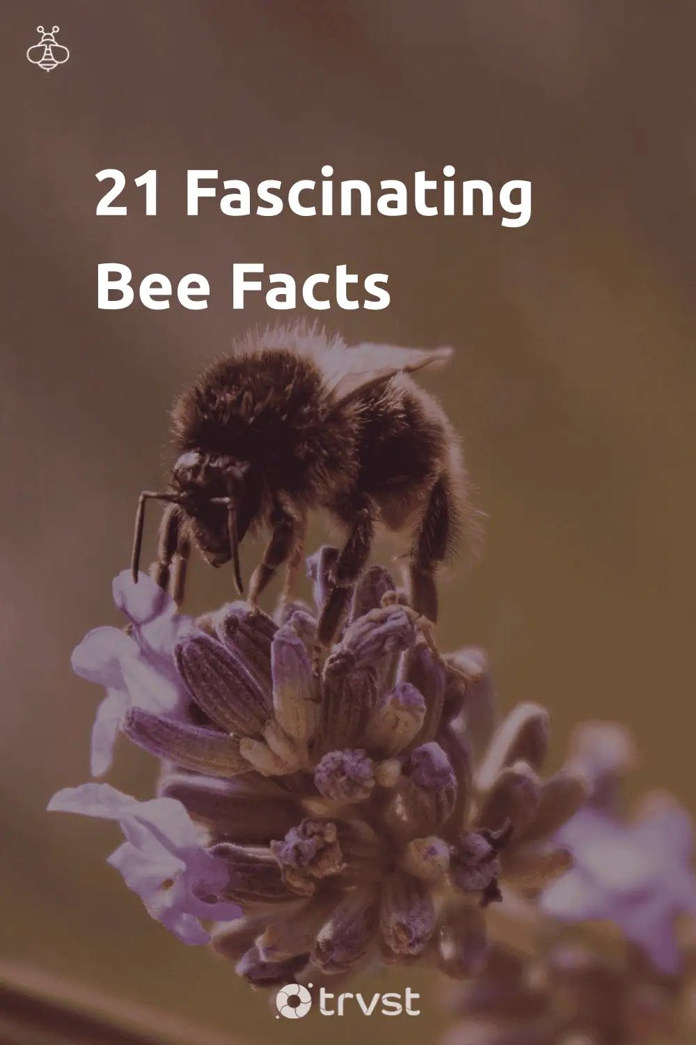 Pinterest Image for 21 Fascinating Bee Facts