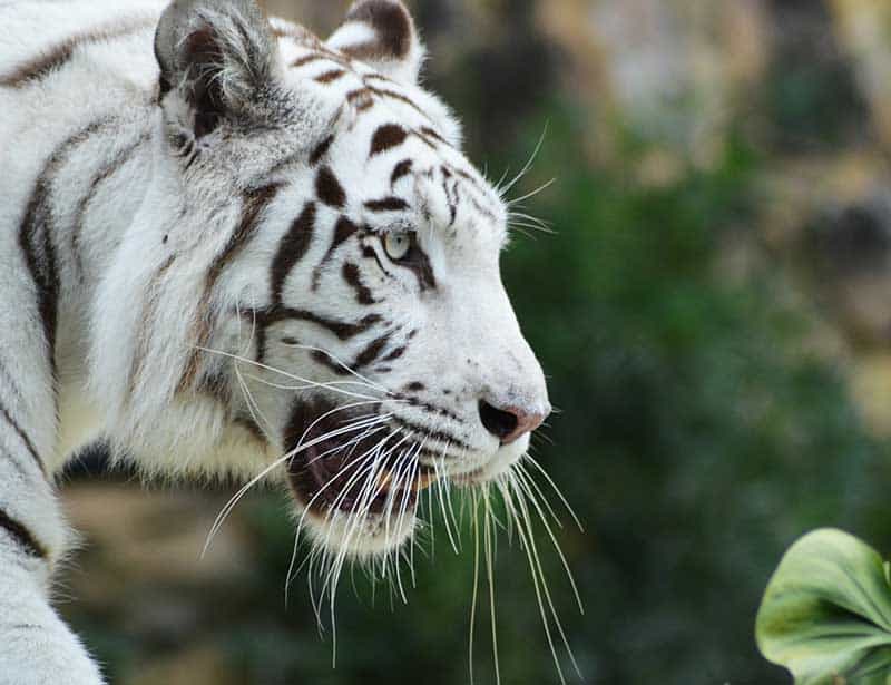 22 Fantastic Tiger Facts for Big Cat Lovers