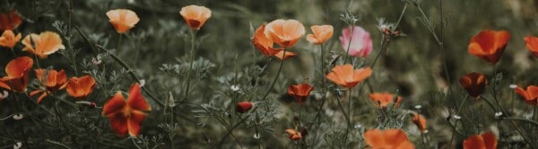 Wildflower Quotes