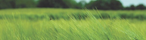 Wind Quotes