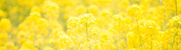 Yellow Quotes