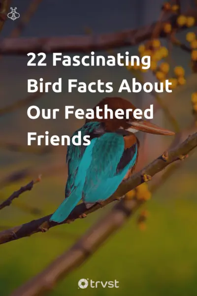 22 Fascinating Bird Facts About Our Feathered Friends
