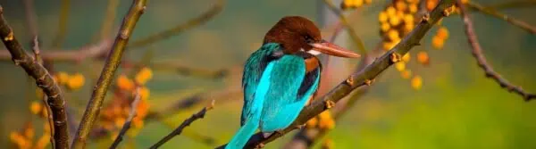 Bird Facts