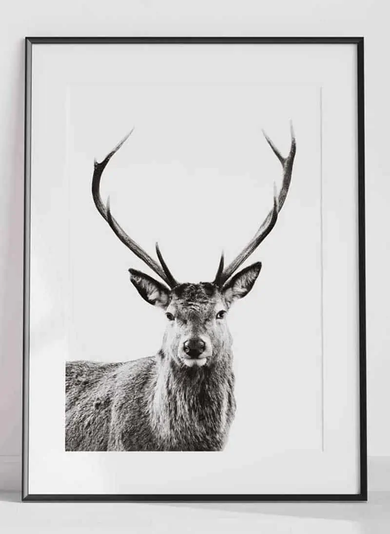Deer Print Nature Photo