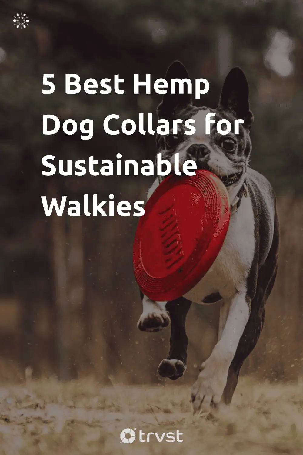 Pinterest Image for 5 Best Hemp Dog Collars for Sustainable Walkies