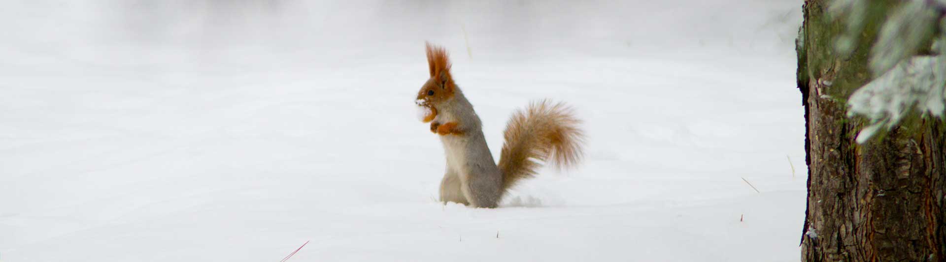 Do Squirrels Hibernate? And What Do They Get Up To In Winter?