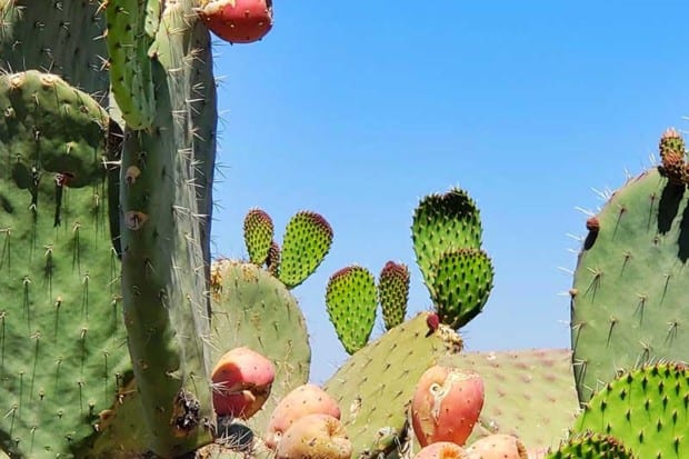 Cactus Leather & Sustainability